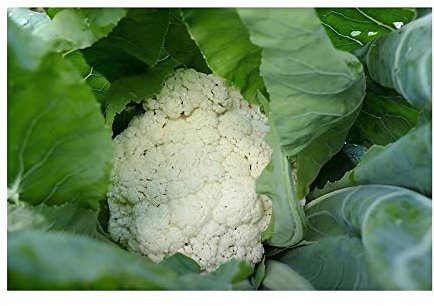 Pcs - 35x Neckarperle Bio (Brassique) Chou-Fleur Légumes Jardin Plantes - Graines SV24 - Seeds & Plants Shop by Ipsa