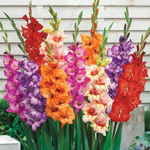 Blue Magic Design 30 Large Mixed Colour Gladiolus Spring Summer Flower Garden Bulbs Gladioli Corms