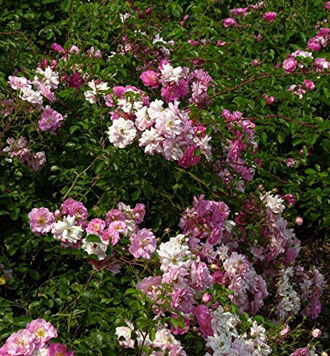 Hochstamm Rose Marondo 80-100cm - lebende Gartenpflanze aus den Baumschulen