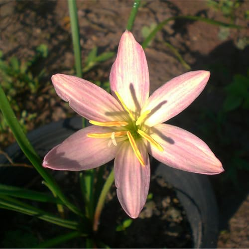 Flor verde, bombillas de lirio de lluvia, bueno para contenedores, rizoma floreciente, excelente visualización, 8 bombillas-C