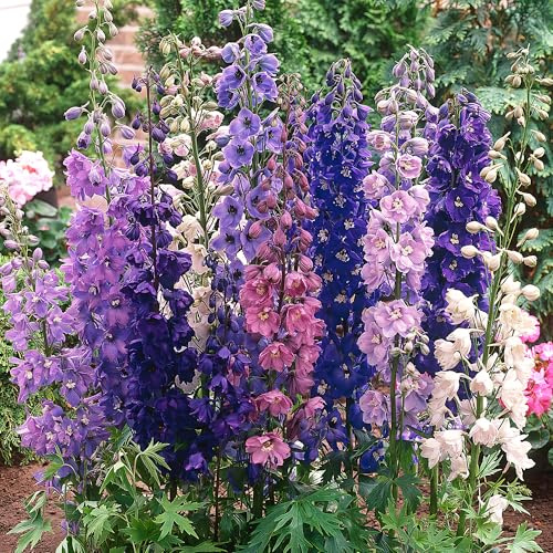 Delphinium Mix 5 Unidades Macetas 11cm - Colección Completa de Color para Bordes y Jardines. Espigas de Perennes que Ofrecen un Espectro Vibrante.