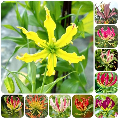 bulbi di giglio di fiamma esotiche resistenti giglio fiamma resistenti per il giardino, balcone da giardino perenni primaverile, decorazione 6pcs