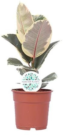 Gummibaum – Ficus Elastica Tineke – Zimmerpflanze – Ø17cm – ca. 50cm hoch – dekorative Ficus-Pflanze mit panaschierten Blättern – pflegeleicht & luftreinigend
