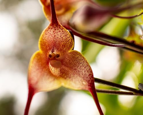 60 graines de fleurs d'orchidées à visage de singe marron