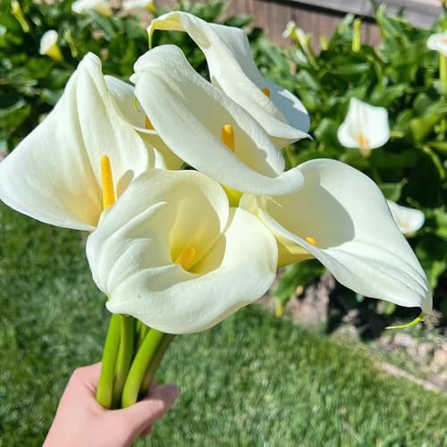 Bulbos de cala, bulbos de alcatraz, decoración de jardín para exterior Zantedeschia aethiopica, bulbo de raras Decoración planes de salón 10pcs