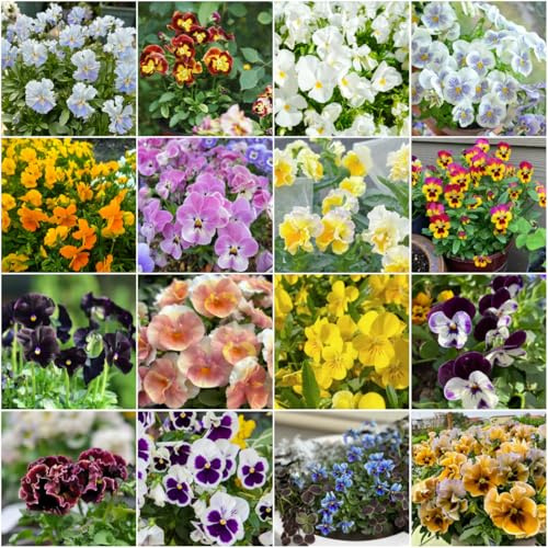stiefmütterchen - blumensamen gartensamen blumensaat wildblumensamen - Seltene - balkonblumen schattenpflanzen winterharte kübelpflanzen frühlingsblumen 150samen