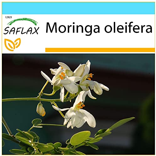 SAFLAX - Confezione regalo - Albero del rafano - 10 semi - Moringa oleifera
