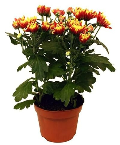 Chrysanthemum Planta Natural Fácil de Cuidar