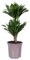Plant in a Box - Dracaena deremensis 'Compacta' - Dragonnier - Plante d'intérieur - ⌀ 17 cm - Hauteur 50 à 65cm
