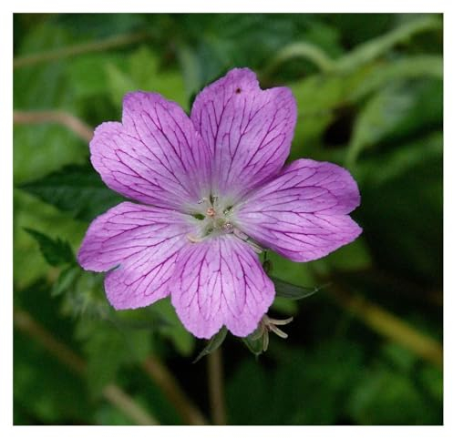 Stauden Gänge 3 x Geranium endressii (Winterhart/Stauden/Staude/Bodendecker/Mehrjährig) Pyrenäen Storchschnabel - Unermüdlich blühend und einfach bezaubernd - sehr Bienenfreundlich