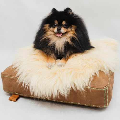 WeirdChairs Luxuriöses, handgefertigtes Hundebett – Goldene Komfort-Hundesofa