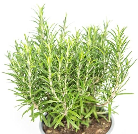Planta Aromática Natural - Romero - Hojas Perennes