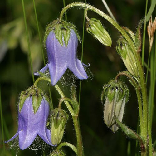 Plant World Seeds - Campanula Barbata Seeds (Alpine Plant Seeds)