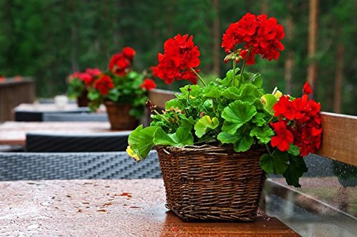 Halb di geranio Rosso Pelargonium