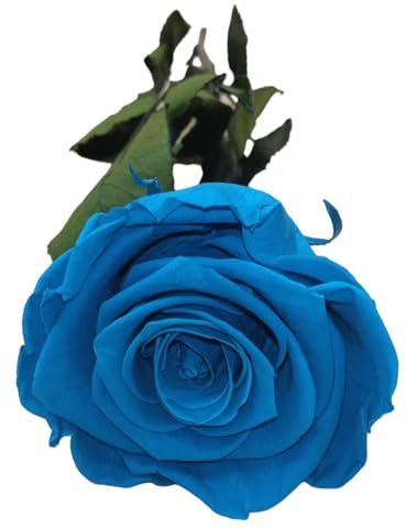 Genérico Rosa ETERNA Azul. Rosa Azul eterna. Flores preservadas Azules. Flor preservadas. Hecho en España.