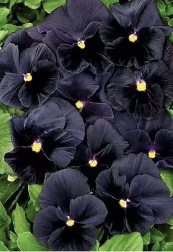 Buy4seeds 70 Black Viola Pansy Swiss Giant F1 Seeds - Viola wittrockiana Easy for Grow Garden