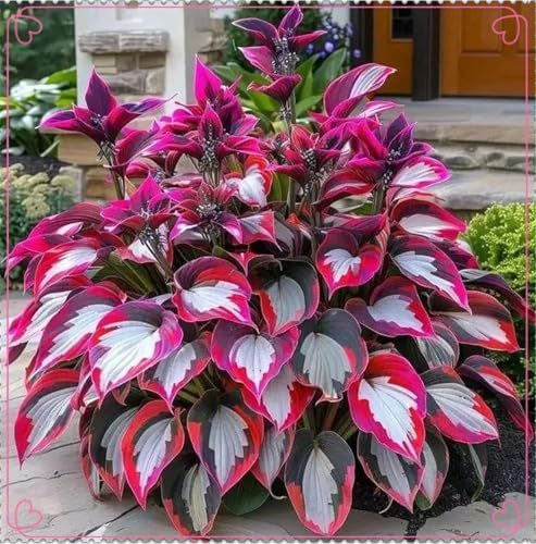 Winterhart pflanzen, Lebende Pflanzen,Mysteriöse magische Glühbirne, Mehrjährige Blumenzwiebel ist winterhart, Blumenzwiebel Mix-4 Pflanzen Funken Hosta Rhizom