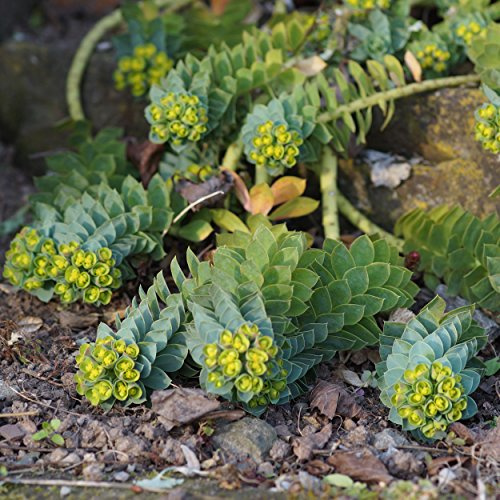 Blumixx Stauden Euphorbia myrsinites – Walzenwolfsmilch, gelbgrün blühend, winterharte Staude, pflegeleicht, für Steingarten & Mauerkronen