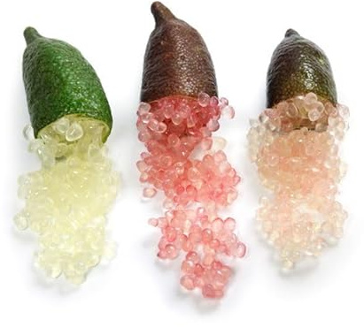 Vivaio Garden Forest Limone Caviale Arancione Citrus australasica | Pianta Finger Lime, Vaso Ø18 cm, Agrume Raro da Frutto, Polpa a Chicchi, Ideale per Decorazione e Cucina Gourmet