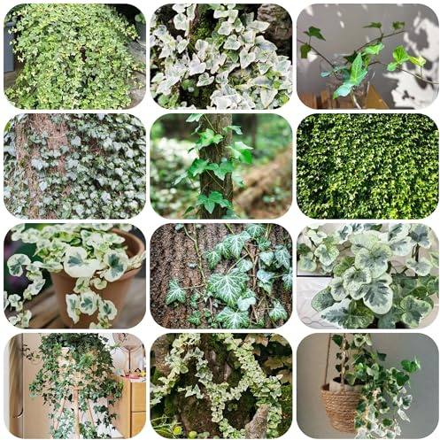 Pothos - semillas plantas resistentes en macetas plantas de balcón perennes resistentes de sombra semillas hiedra interior en macetas planta colgante real trepadoras decorativas 800pcs