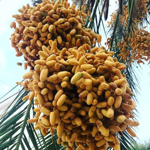 Dattelpalme - baumsamen kaufen dactylifera - balkonpflanzen gartenpflanzen winterhart mehrjährig topfpflanzen draußen winterhart 40Samen