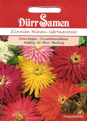 Dürr-Samen - Zinnien Riesen-Gärtnerstolz einjährig 60 cm Saatgut