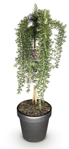 GreenboutiQ - Plante sur Tige - Rosmarinus officinalis Prostratus - Plante de Terrasse - Persistante - Rustique - Fleur Violet - Pot 19cm Hauteur 90cm