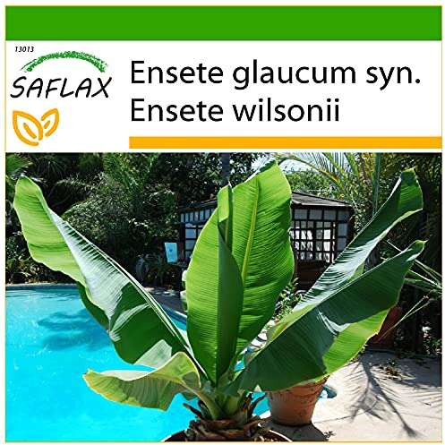 SAFLAX - Snow Banana - 10 Seeds - with Soil - Ensete glaucum syn. Ensete wilsonii
