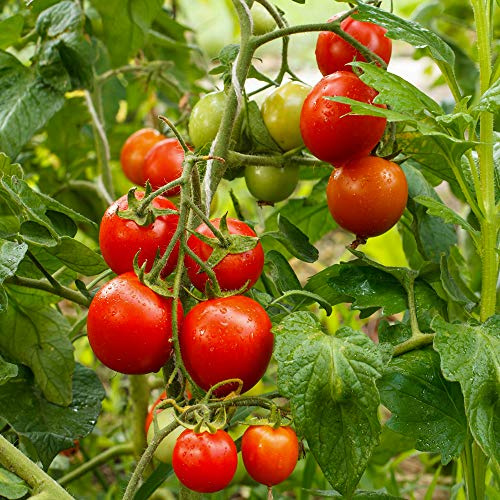 Siberian Bio-Tomatensamen für ca. 10 Pflanzen - kältetolerant, kurze Reifezeit