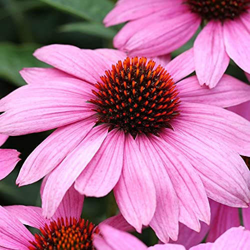 Echinacea Plug Plants Coneflower ‘Nectar Pink’ Garden Plant Hardy Perennial Flowering Garden Plants Easy to Grow Your Own 24x Plug Plants by Thompson and Morgan (24)