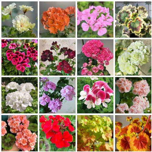 semi di geranio pelargonium appesi, primaverile, resistenti all'esterno da balcone resistenti, recisi da giardino, d'appartamento 125pcs