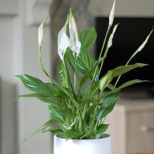 Spathiphyllum Peace Lily House Plant Tender Perennial Flowering House Plants Easy to Grow Your Own 1x 9cm Potted Plant by Thompson and Morgan ®