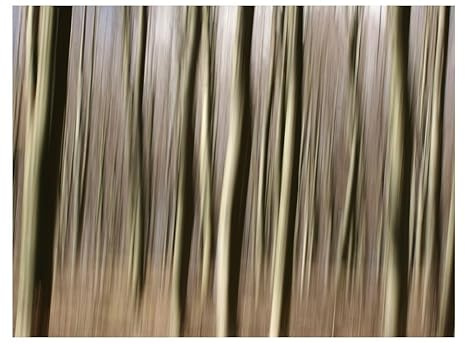 Kunstloft Carta da parati 'Forest' 250x193cm Fotomurale moderno