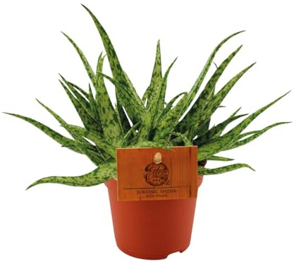 Aloe-Spinne - 15cm - Ø10,5cm - Zimmerpflanze - Immergrün - Kakteen und Sukkulenten