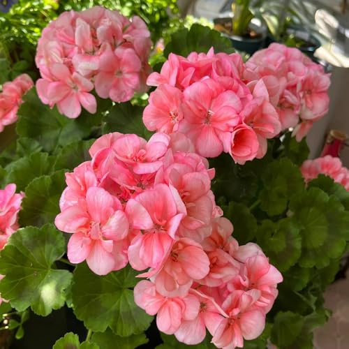 Geranien, kletterpflanzen dekoration blumenstauden deko wohnzimmer winterhart alte sorten steingartenpflanzen blumengarten seltene rankpflanze bodendecker topfpflanzen hochbeet 180samen