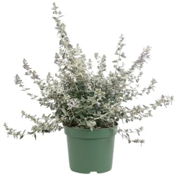 Teucrium Planta Decorativa para Jardines, Terrazas y Patios Soleados | Arbusto Exterior Resistente DECOALIVE