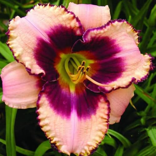 taglilien winterhart mehrjährig - Hemerocallis middendorffii balkon deko garden heilpflanzen blumenwiese kräutersamen einfacher Anbau 100samen