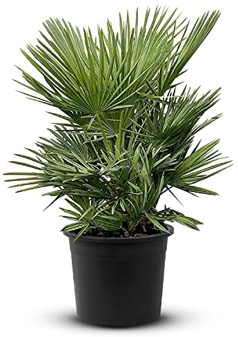 Tropictrees Chamaerops Humilis | Zwergpalme winterhart & kältebeständig, mit einer Höhe von 80 cm | Kleinwüchsig | Outdoor Grünpflanzen | Outdoor Palme