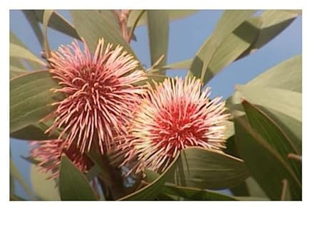 Stk - 5x Hakea laurina Nadelkissen Garten Pflanzen - Samen B2096 - Seeds & Plants Shop by Ipsa