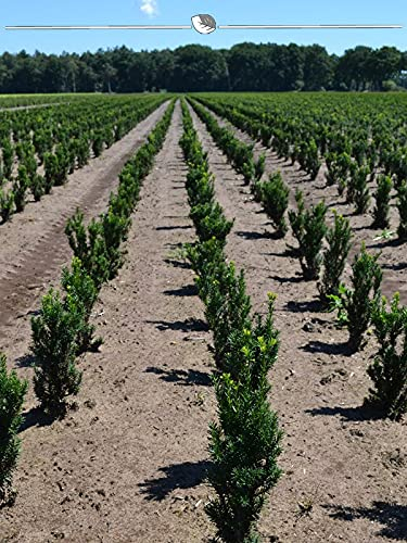 Fruchtende Eibe Taxus media Hicksii 50-60 cm im Topf. 75 Heckenpflanzen/Eiben
