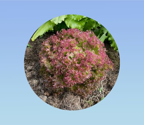 1000 Graines de Laitue Lollo Rossa - Variété Frisée (Lactuca sativa) - Facile à Cultiver - Idéale pour Jardin et Pot