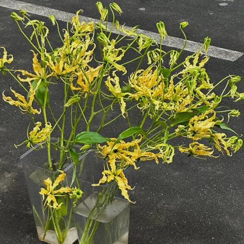 6bulbi di giglio di fiamma decorazione del soggiorno, giglio torcia, balcone perenni resistenti alla tappezzatura del terreno