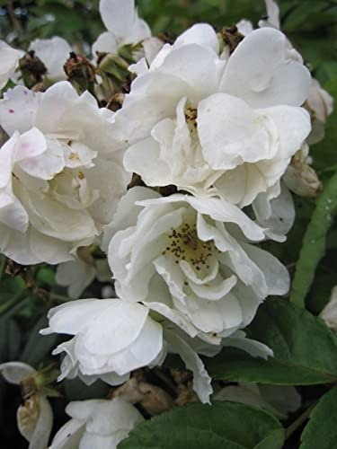 Baumschule Pflanzenvielfalt Kletterrose Filipes Kiftsgate® - Rosa Filipes Kiftsgate® - weiß - Duft++ - Ramblerrose