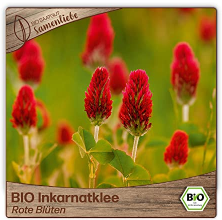 Samenliebe BIO Inkarnatklee Samen Rote Blüten Gründünger Bienenweide rot 1000 Samen samenfestes Blumen Saatgut für Garten und Freiland BIO Blumensamen mehrjährig