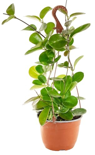 Bonplants Hoya, Pianta Vera dai Fiori di Cera, Rara in Vaso da 18 cm (AUSTRALIS MOSSTOK)