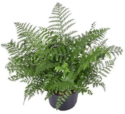 Nestfarn – Asplenium Parvati – Zimmerpflanze – Ø23cm – 55cm hoch – pflegeleichte Grünpflanze für Innenräume – dekorativer Farn für Wohnzimmer & Büro