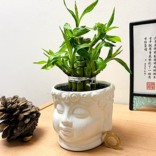 Easy Plants 1 Lucky Bamboo Tower Group Piantare in vaso di ceramica Rouond (colore del vaso) – Bonsai da interno per Feng Shui