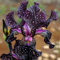 NVNJHJN.Iris bulbos.Iris versicolor.Iris flores.Flores perennes.Planta perenne, resistente y de hoja perenne. -4 bulbos-E