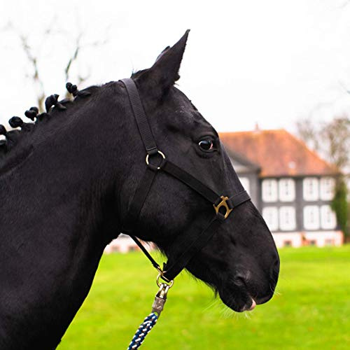 Mini Shetty Halfter, Halfter für Holzpferd, 2-Fach verstellbares Halfter für Pferde an Kinn- & Genickstück (Schwarz, Mini Shetty)