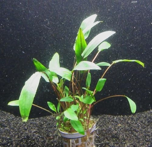 florari Cryptocoryne moehlmannii/Möhlmanns Wasserkelch im Topf